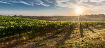 Weinanbaugebiete in Deutschland – immer noch stark unterschätzt